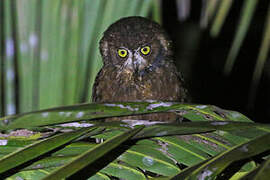 Enggano Scops Owl