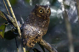 Sokoke Scops Owl