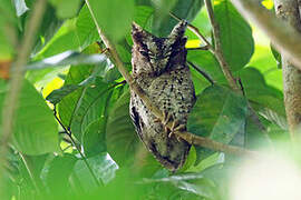 Sunda Scops Owl