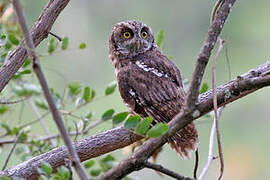 Koepcke's Screech Owl