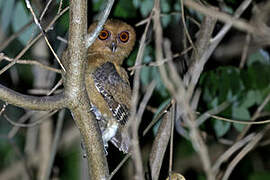 Philippine Scops Owl