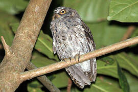 Sulawesi Scops Owl