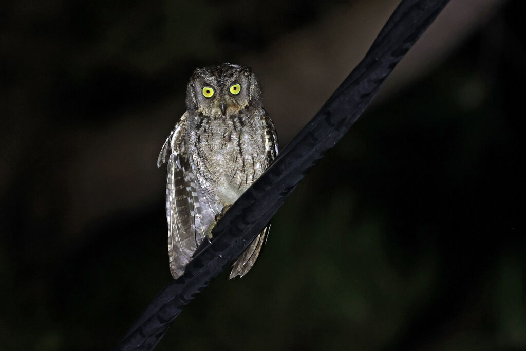 Mantanani Scops Owl