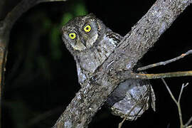 Mantanani Scops Owl