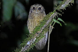 Cinnamon Screech Owl