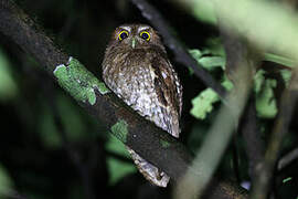 Foothill Screech Owl