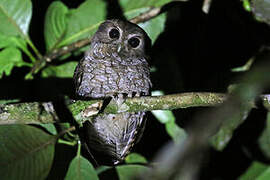 Rufescent Screech Owl