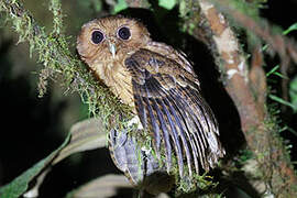 Rufescent Screech Owl