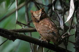 Serendib Scops Owl