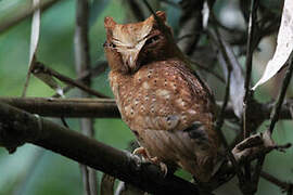 Serendib Scops Owl