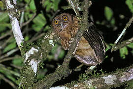 Tawny-bellied Screech Owl
