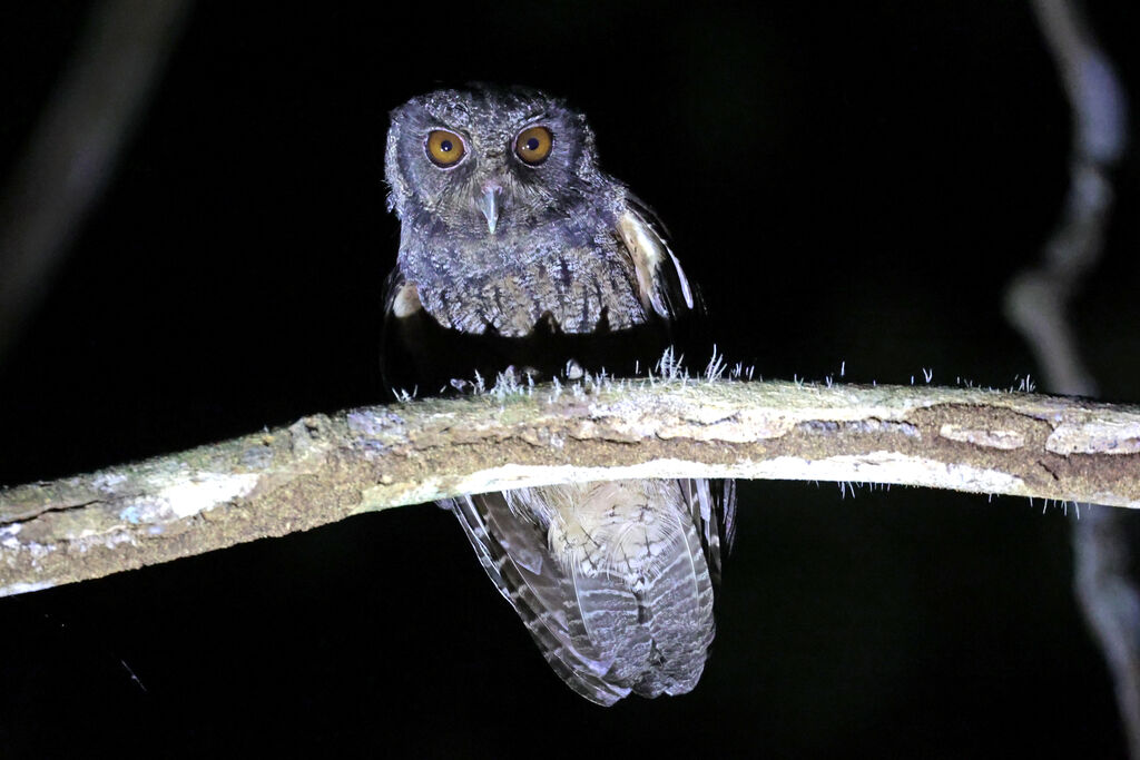 Tawny-bellied Screech Owl