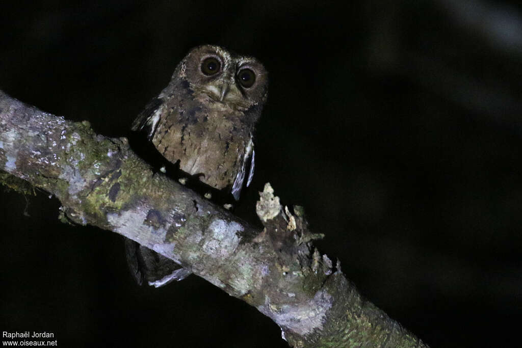 Mentawai Scops Owladult