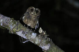 Mentawai Scops Owl