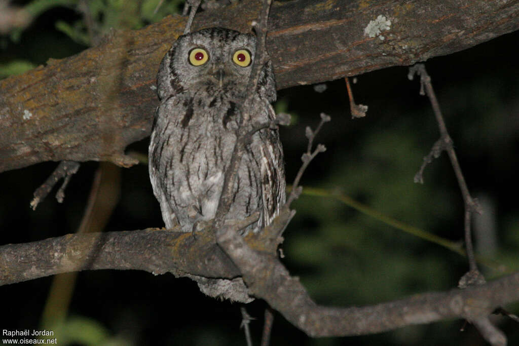 Western Screech Owladult, identification