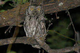 Western Screech Owl