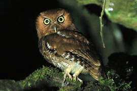 Santa Marta Screech Owl