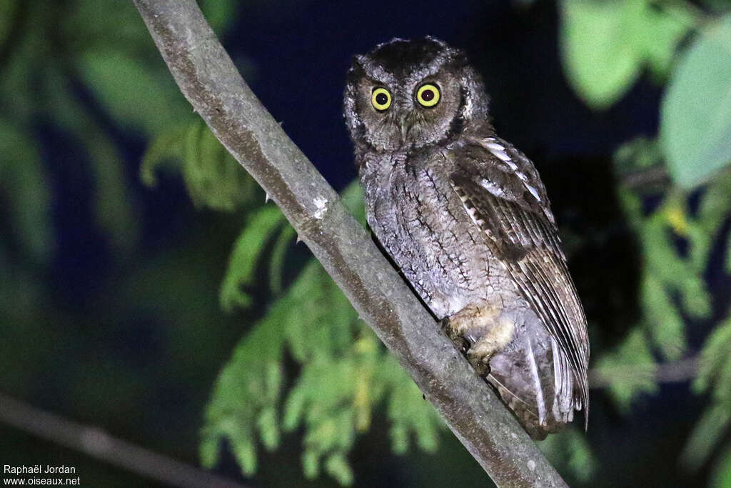 Petit-duc du Pérouadulte, identification