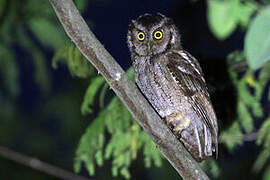 West Peruvian Screech Owl