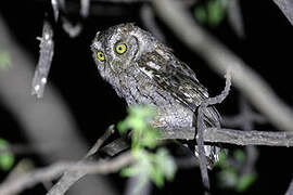 West Peruvian Screech Owl