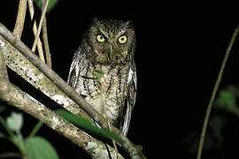 Middle American Screech Owl