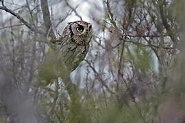 Eastern Screech Owl