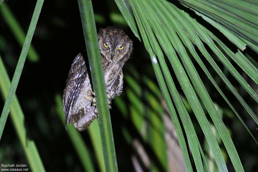 Moluccan Scops Owl