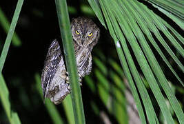 Moluccan Scops Owl