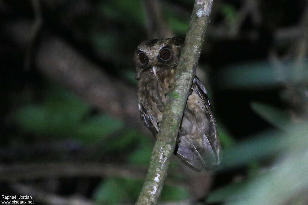 Reddish Scops Owladult