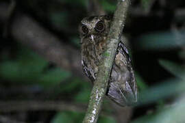 Reddish Scops Owl