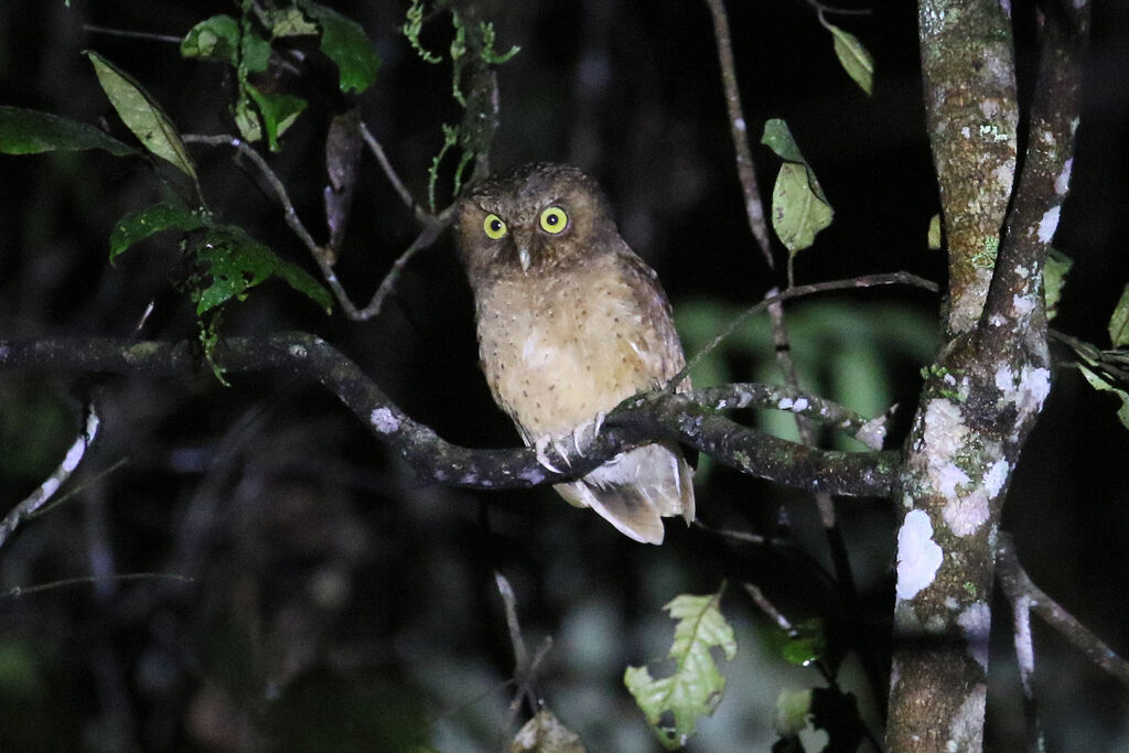 Mountain Scops Owladult