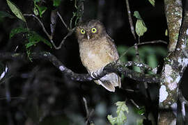 Mountain Scops Owl