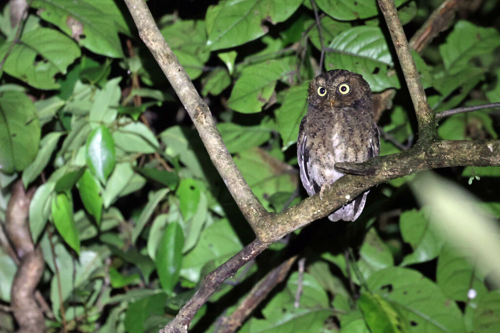 Mountain Scops Owl