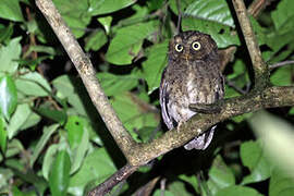 Mountain Scops Owl