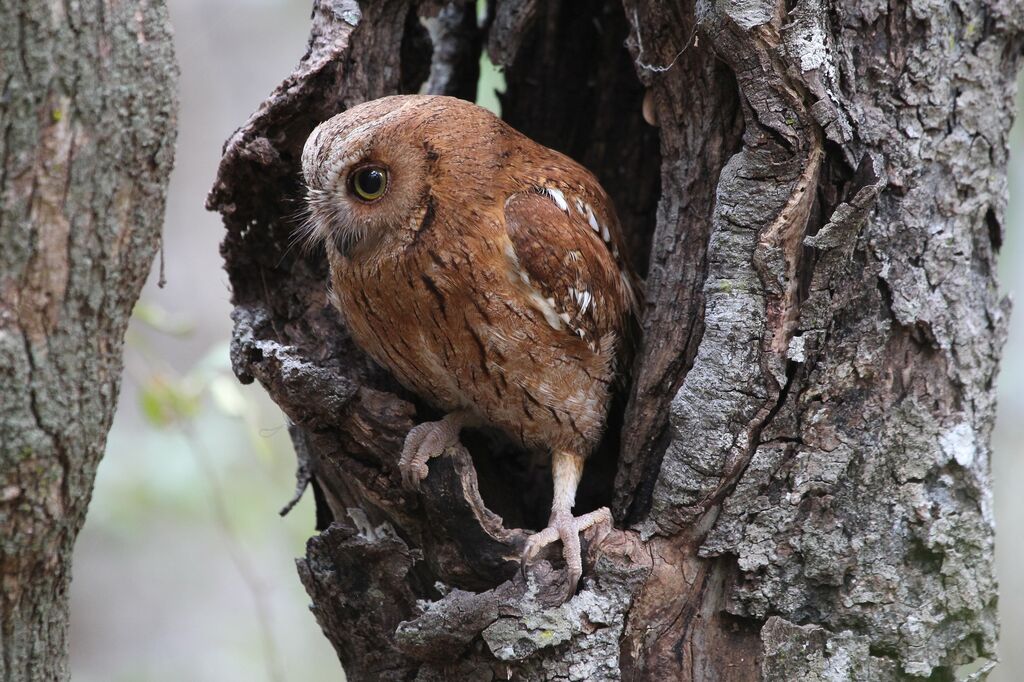 Torotoroka Scops Owladult