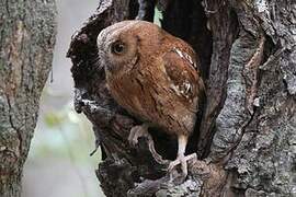 Torotoroka Scops Owl