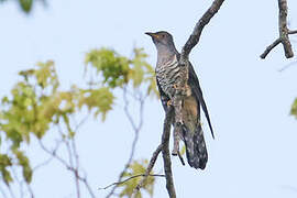 Lesser Cuckoo