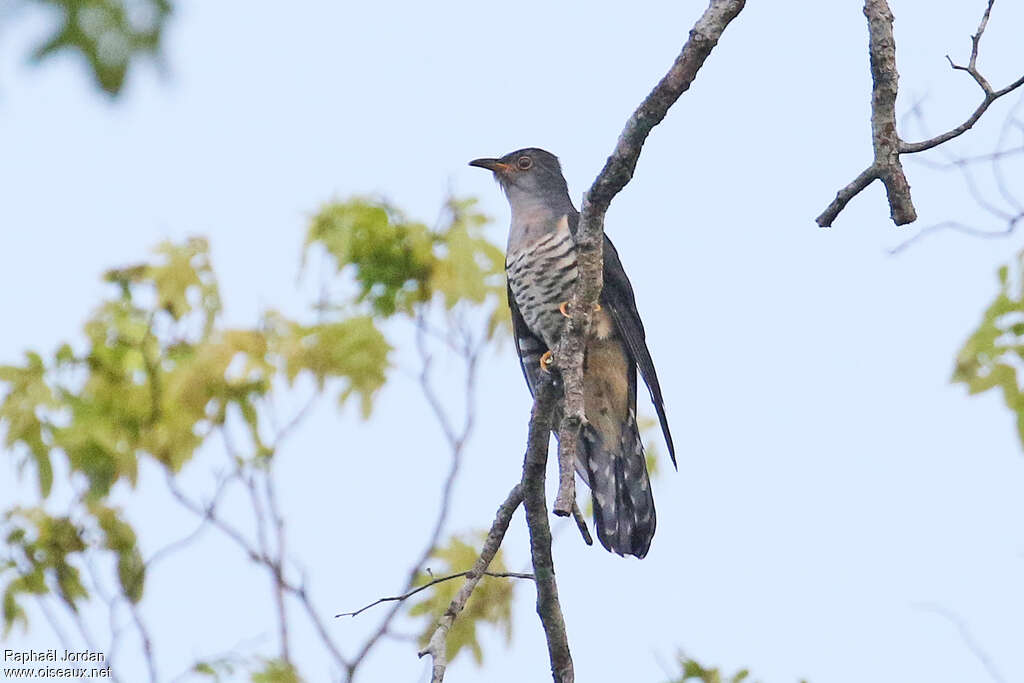 Lesser Cuckooadult, close-up portrait