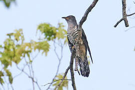 Lesser Cuckoo