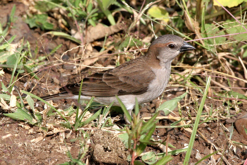 Sahel Bush Sparrowadult