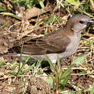 Petit Moineau