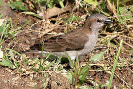 Sahel Bush Sparrow