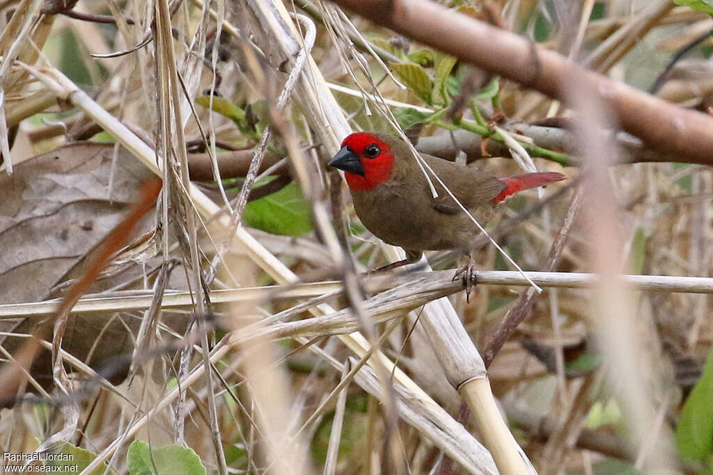 Lesser Seedcracker female adult, identification