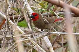 Lesser Seedcracker