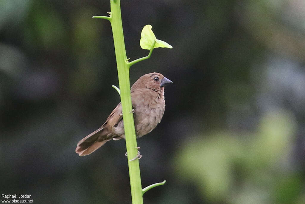 Petit Pyrénesteimmature, identification