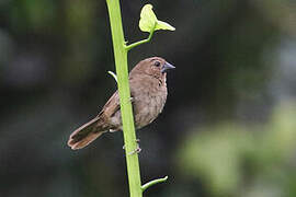 Lesser Seedcracker