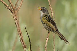 Lesser Grass Finch