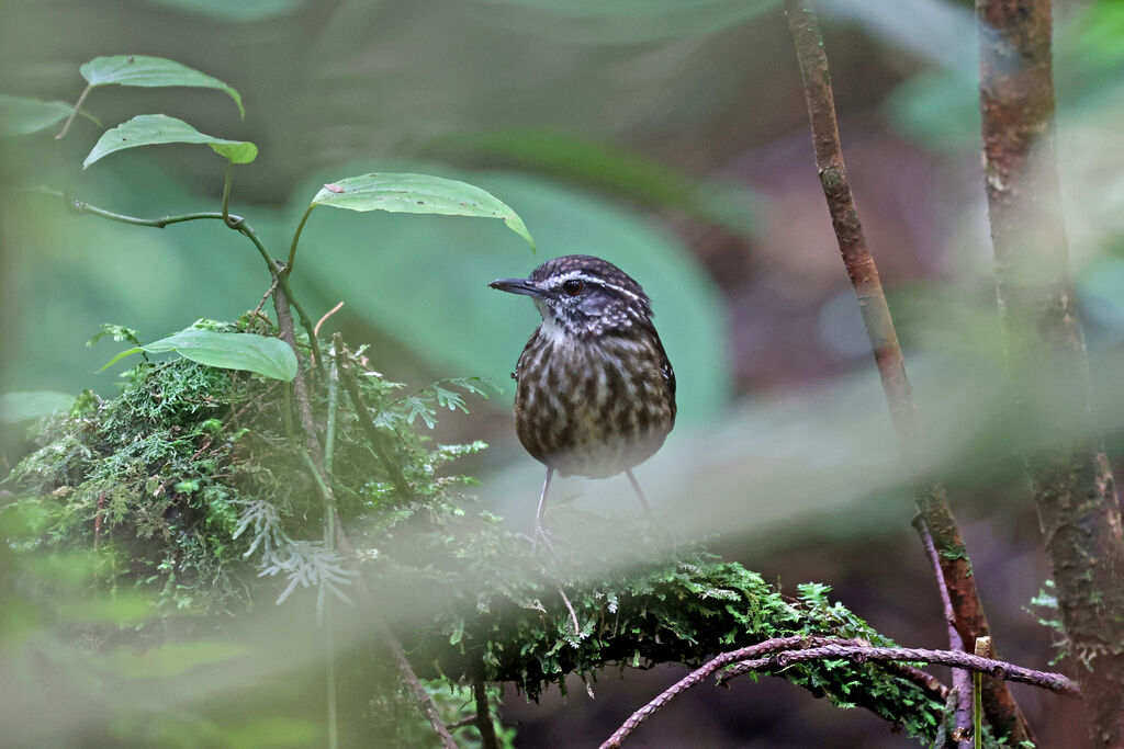 Eyebrowed Wren-Babbleradult