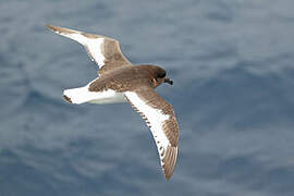 Antarctic Petrel