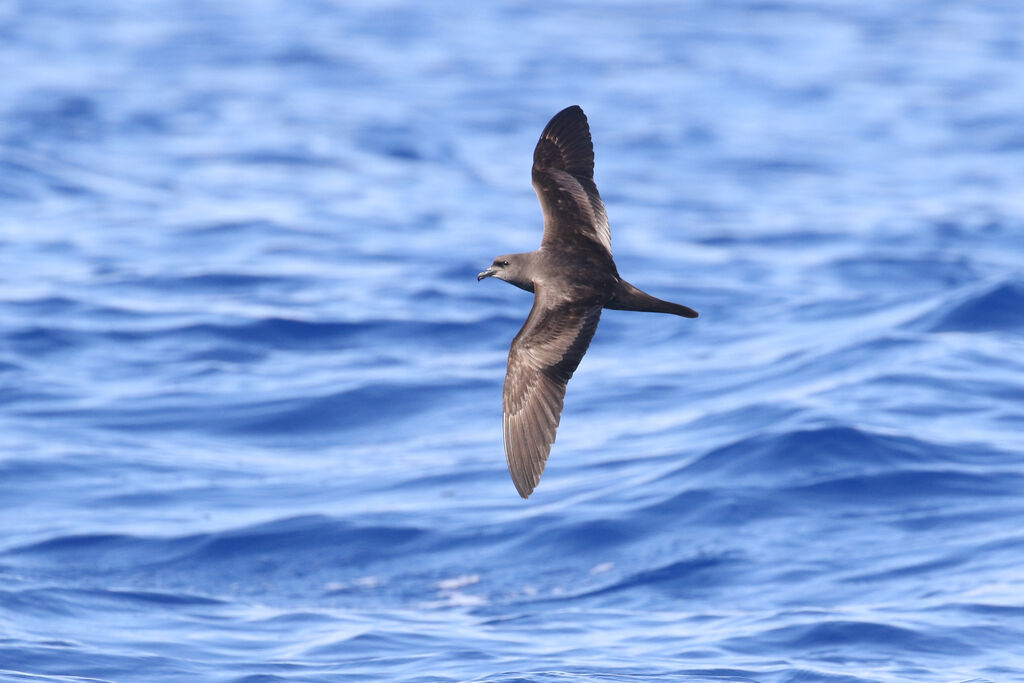 Bulwer's Petrel